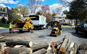 How Our Tree Care Process Works  in  Serenada, TX