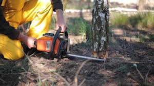 Best Grass Overseeding  in Serenada, TX