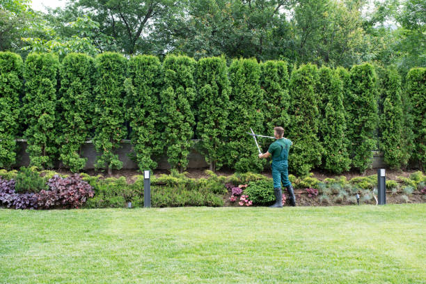 Best Hazardous Tree Removal  in Serenada, TX