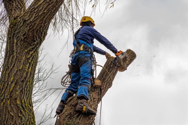 Reliable Serenada, TX Tree Services Solutions